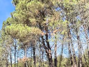 Vente Terrain 270 000 m²