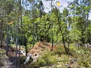 Grand terrain boisé de 11ha à Mercuer