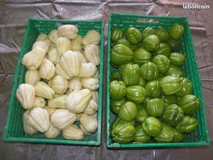 Cherche petit terrain potager à louer à Beaucaire