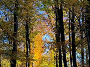 Superbe terrain à bâtir 2239m2 dans bois 10 min des lacs