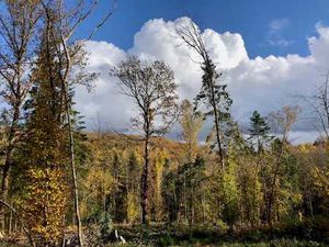 Terrain boisé 3 hectares avec ruisseau en zone de loisirs