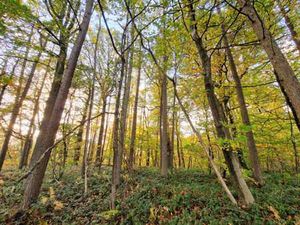 Superbe terrain à bâtir boisé dans cadre d'exception