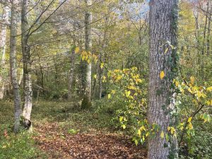 Bois -(forêt )Gironde - Aquitaine 5 h 600