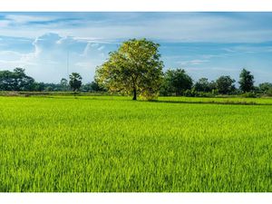 Vente terrain 1499 m² à Allassac (19240)  34 000 €