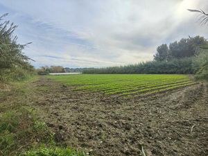 MANDELIEU LA NAPOULE TERRAIN POUR CHEVAUX A' LOUER