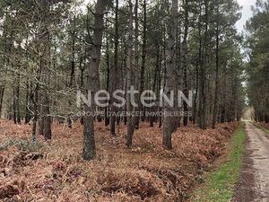 Bois rare à Molac  chênes et sapins sur 4 hectares