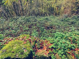 Joli terrain Natura 2000