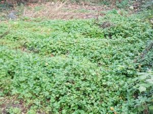 A 3 MINUTES DE YENNE TERRAIN 225 M² CONSTRUCTIBLE