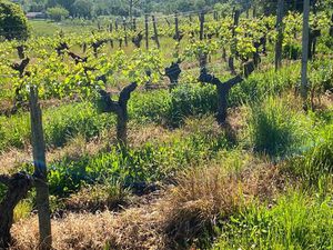 Secteur BAZAS  TERRAIN AGRICOLE de 7 Hectares en plein coeur du Sud Gironde