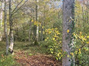 Bois -(forêt )Gironde - Aquitaine 5 h 600