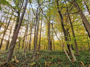 Terrain à vendre à Mainvault € 250.000 (LH9TS) - Immobilière Dumoulin | Zimmo