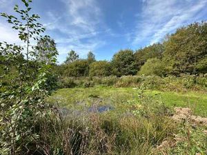 Terrain forestier avec étang