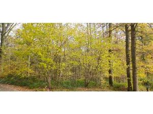 Terrain à bâtir dans un décor forestier - plein sud