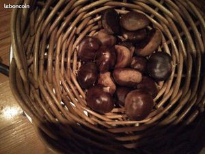 Châtaigneraie Cevennes gardoises