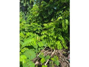 À VENDRE TERRAIN CONSTRUCTIBLE DE 121 M2 SITUÉ À TERRES-SAI  Martinique