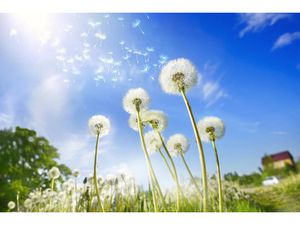 Vente terrain 667 m² à Royan (17200)  203 000 €