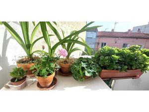 Achat Appartement 3 pièces 58m² ARGELES SUR MER 66700