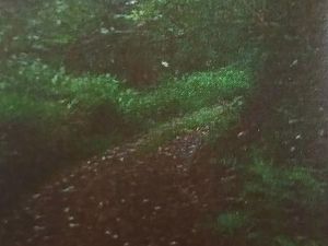 Terrain 20529 m² LA TRINITE