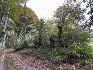 Bosgrond gelegen in de Schommers te Kessel  Nijlen