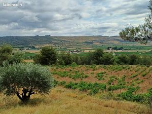 Terrain de Loisir- Oliveraie