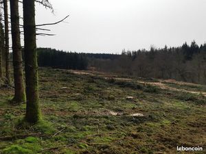 À vendre : Parcelle forestière 9 39 ha – replantée 50% en résineux (Tarnac  Corrèze)