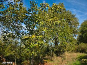 Terrain de Loisirs 1 3 ha -chataigners  noisetiers  chênes et prés