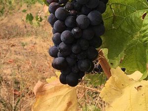 Propose Métayage AOC Fleurie / Moulin à Vent / Blanc