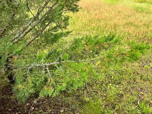 Vente terrain 600 m² à Mios (33380)  162 000 €