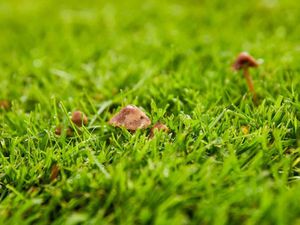 Vente terrain 1000 m² à Mios (33380)  249 000 €