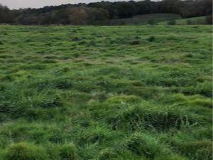 Terrain à louer pour chevaux 4ha