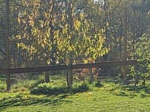 Terrain à bâtir à Louchats (33125)