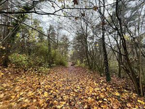 Forêt 10 hectares 84 à vendre Soissons