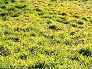 Vente terrain 1000 m² à Le Teich (33470)  299 000 €