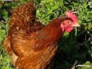 Recherche un petit terrain