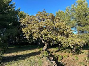 Vente terrain à batir 525 m² à Ollioules (83190)  255 000 €