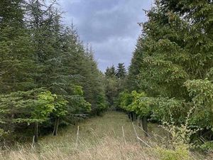 Vente bois 3 hectares