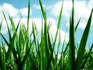 Terrain centre de cavignac