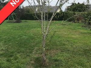 Terrain 618 m² JUIGNE SUR LOIRE