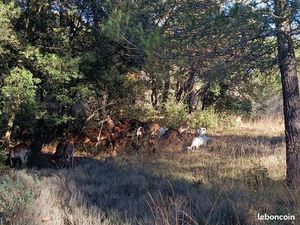 Terrain avec cabanon et élevage caprin bio