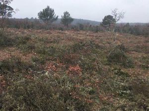 Terrain zone naturelle ebc forêt de pelenc