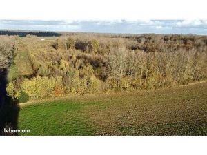 Parcelle de bois et forêt