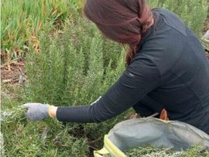 Recherche terrain agricole à louer / acheter