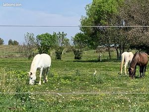 Propriété équestre exceptionnelle près de Montpellier – 40 boxes  manège  5 ha  cadre idyl