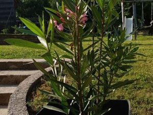 Maison à louer- cœur de Marchaux