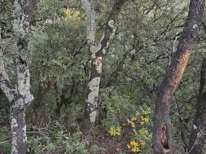 À vendre : Terrain boisé d’environ 1 8 hectare – Mialet (30)