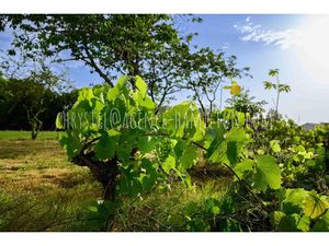 Vente terrain 976 m² à Port-de-Lanne (40300)  126 800 €