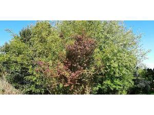 Vente Terrain à Bruz (35170) : à vendre / Bruz