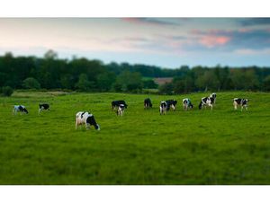 Vente terrain 16500 m² Tincques (62127)