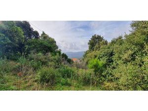 TONIOLO Sacha Capifrance