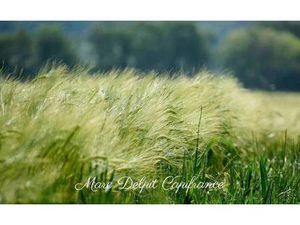 Propriété de loisirs à vendre